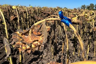 El girasol brinda una oportunidad para mejorar las rotaciones y aumentar la producción