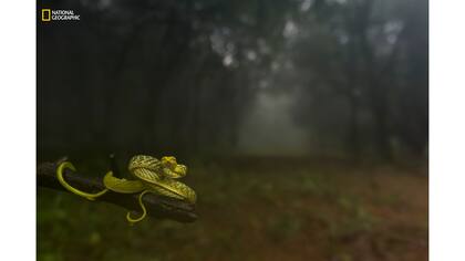 1er Premio: Restratos de Animales. "Dragging you deep into the woods!"