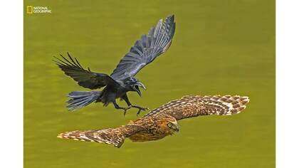 Mención de Honor: Retrato de Animales. "Crow chasing Puffy Owl"