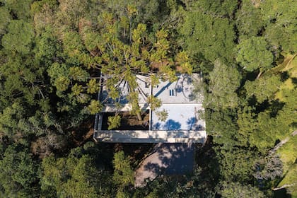 Al construir esta casa en pleno bosque neotropical, la consigna fue respetar los árboles del terreno.
