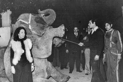 Allá lejos y hace tiempo. La elefanta Mara actuando en el circo Sudamericano en la década del 70.