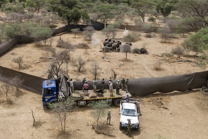 Foto de Halden Krog sobre la matanza selectiva de cincuenta elefantes en la Reserva del Valle de Savé, en Zimbabue