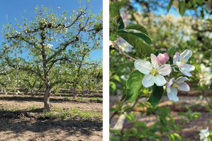 Foto de la derecha: Detalle de la flor de los perales, que fue la gran fiesta visual del evento. Foto de la izquierda: Peral manejado en forma de espaldera para mejorar la producción.