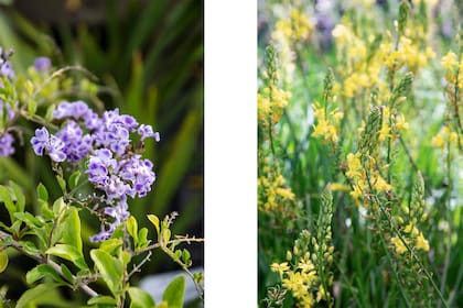 Foto de la izquierda: Duranta erecta es resistente y de fácil cuidado, ideal para jardines y espacios exteriores. Foto de la derecha: Bulbine frutescens tolera bien la sequía y requiere pocos cuidados
