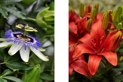 Foto de la izquierda: en la pasionaria los polinizadores rozan las anteras al acceder al néctar. Foto de la derecha: en el Lilium híbrido las anteras se comportan como un balancín.