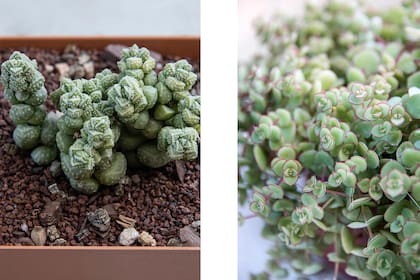 Foto de la izquierda: es la Crassula elegans que se caracteriza por ser una pequeña planta de hojas redondeadas y suculentas, muy apretadas unas con otras. De flores blanco a crema. Mejor cultivar bajo techo, al sol de mañana. Foto de la derecha: es la especie Crassula pellucida ssp. marginals.