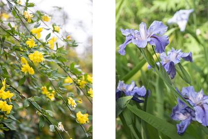Foto de la izquierda: foto del jazmín amarillo. Existen diferentes especies de jazmines, y algunos de ellos tienen flores de color amarillo brillante. Foto de la derecha: Los iris presentan una forma distintiva en sus pétalos, que se asemeja a una especie de abanico con forma triangular. Pueden encontrarse en diversos colores, incluyendo púrpura, azul, blanco, amarillo y rosa. Estas flores son muy valoradas por su elegancia y se utilizan comúnmente en arreglos florales y jardines ornamentales.