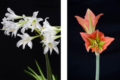 Foto de la izquierda: (HIPPEASTRUM ARGENTINUM) Es una especie endémica de la Argentina (Catamarca, Tucumán, Salta, Jujuy y Formosa). Hay reportes para Bolivia, aún no confirmados.
Foto de la derecha: (HIPPEASTRUM TEYUCUARENSIS) El nombre hace referencia al lugar donde fue originalmente descubierta, en el peñón Reina Victoria, región de Teyú-Cuaré. Se trata de una especie endémica de la región de Teyú-Cuaré, Misiones, con una única población recluida en esta área protegida. Suele crecer en suelos rocosos, entre grietas y rodeada de la exuberante vegetación que habita y cuelga del peñón Reina Victoria.