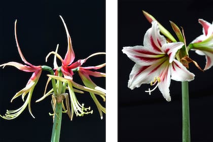 Foto de la izquierda: (HIPPEASTRUM CYBISTER) El término “cybister” era el nombre con el que los moros (naturales del noroeste de África) designaban a los pozos de agua. Su significado se refiere a áreas con cuerpos de agua temporales, ricos en vegetación. No obstante, se desconoce la relación que esta referencia tiene con la especie. Es probable que, por la estructura ultra-zigomórfica de sus flores, haya sido confundida inicialmente con H. angustifolium, que sí habita áreas anegadas y pantanosas del noreste argentino.
Foto de la derecha: (HIPPEASTRUM VITTATUM) El epíteto deriva del latín y significa “longitudinalmente estriado”, en referencia a las estrías o franjas de color rosado que presentan las flores. Se la puede encontrar en la provincia de Misiones, en Brasil, Paraguay y en Uruguay. Crece en ambientes similares a los de H. angustifolium.