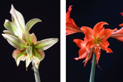 Foto de la izquierda: (HIPPEASTRUM IGUAZUANUM) La etimología hace referencia a la procedencia de la especie, originalmente hallada en el Parque Nacional Iguazú. En la República Argentina, se la puede encontrar únicamente en la provincia de Misiones; además, se halla en los estados brasileños de Paraná y Santa Catarina, entre los 0 y los 800 msnm, creciendo en peñascos de abundante vegetación o en bosquecillos húmedos al reparo del sol.
Foto de la derecha: (HIPPEASTRUM PETIOLATUM) “Petiolatum” significa “provisto de pecíolo” y haría referencia al aspecto peciolado de las hojas de los ejemplares herborizados que fueron estudiados. Esta especie se encuentra en toda la región mesopotámica argentina (Entre Ríos, Corrientes y Misiones). Asimismo, también se extiende hacia el Delta del Río de la Plata en la provincia de Buenos Aires e isla Martín García.
