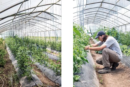 Foto de la izquierda: Las distintas variedades de tomates crecen alineadas y prolijas. Foto de la derecha: Con paciencia y dedicación es cómo se cultiva, respetando los tiempos de la naturaleza.