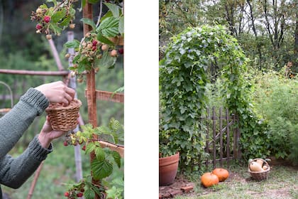 Foto de la izquierda: las frambuesas son la fruta favorita de ambos y la de los zorzales también. Foto de la derecha: el tala forma un arco natural con sus curvas tan características. 