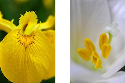 Foto de la izquierda: un lirio amarillo muestra el escondite de sus estambres. Foto de la derecha: una azucena con las anteras bien abiertas y unidas por su base a los filamentos.
