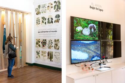 Foto de la izquierda: Un mural de plantas nativas del continente americano. Foto de la derecha: Plano general del Jardín y maquetas de la casona e invernadero principal que formaron parte de la exposición “Carlos Thays, un jardinero francés en Buenos Aires”, en el Centro Cultural Recoleta en el año 2009.