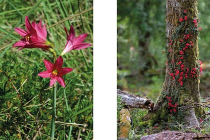 Foto de la izquierda:Azucena carmín (Rhodophiala bifida).
Foto de la derecha: Estrellita (Asteranthera ovata) típica del bosque patagónico.