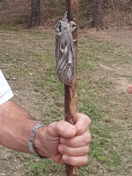 Foto de la polilla gigante publicada en el grupo Amateur Entomology Australia (Facebook)