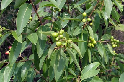 Foto del árbol de la familia Santalaceae.