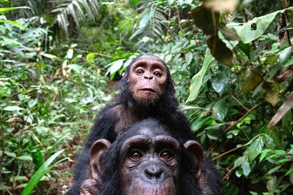 Foto: Fernando Turmo, JGI Congo