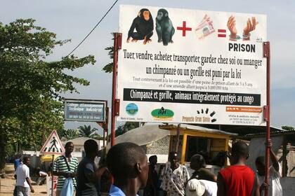 Foto: Fernando Turmo, JGI Congo