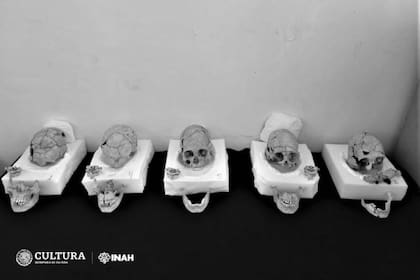 Foto general de los cráneos mayas localizados en Tabasco, México