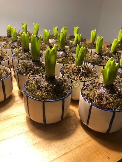 Foto gentileza de Silvina (Que sea con flores): en esta foto se ve un grupo de bulbos de jacintos listos para ser regalados.
