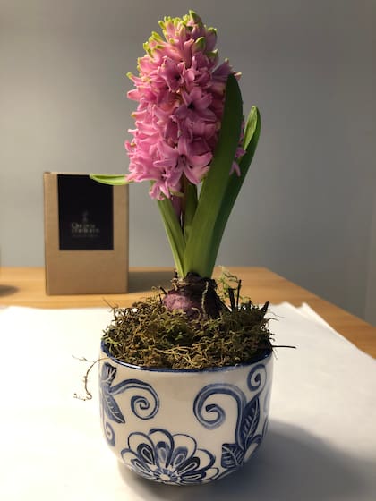 Foto gentileza de Silvina (Que sea son flores): en esta foto se ve al jacinto ya florecido. Los jacintos son conocidos por su apariencia atractiva, sus flores en forma de racimo y su aroma que invade los espacios. 