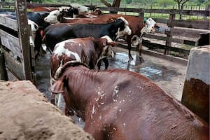 Foto ilustrativa sobre el baño que se le da a la hacienda para prevenir la garrapata