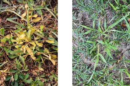 Foto izquierda: Alternanthera philoxeroides (lagunilla). Foto derecha: Paspalum dilatatum (pasto miel).