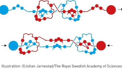 Imagen: Johan Jarnestad/the royal swedish academy of sciences