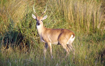 Foto: Mario Beade. Gentileza FVSA