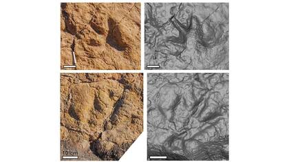 Foto y fotogrametría de huellas tridáctilas en niveles de la Formación Los Rastros en el Cerro Bola, provincia de La Rioja.