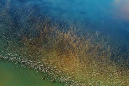 Fotografía aérea de flamencos en el lago Natron, en Tanzania. Segundo puesto en la categoría "Naturaleza"