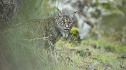 Fotografía de Laura Albiac seleccionada por el WildLife Photographer of the Year 2017