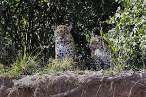 Cómo fue el proceso para identificar el nacimiento de una nueva cría de yaguareté en El Impenetrable