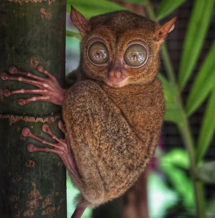 fotografía de un tarsero o tarsius, el mono diminuto endémico en Siau