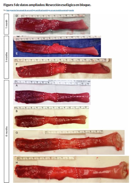 Fotografías representativas de esófagos resecados en bloque en la necropsia de siete animales; las anastomosis del injerto se muestran con líneas discontinuas: proximal izquierda y distal derecha; la escala corresponde a la imagen