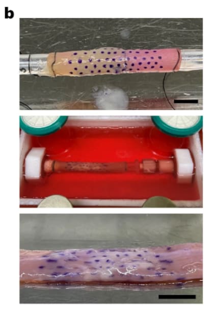 Fotografías representativas del proceso de recelularización. Arriba: andamio esofágico parcialmente repoblado (lado izquierdo). Centro: incubación en biorreactor de un andamio recelularizado en PM bajo condiciones de cultivo dinámicas. Abajo: injerto después del biorreactor.