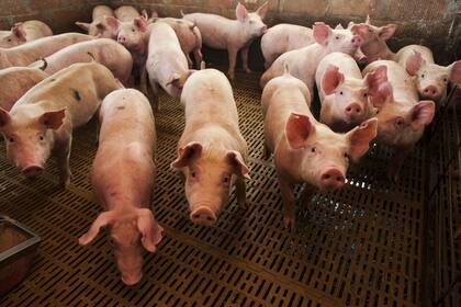 En el primer cuatrimestre de este año las exportaciones de carne porcina se incrementaron un 53% en volumen y un 48% en divisas respecto del mismo período de 2018