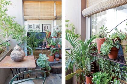 Estantería de hierro con cactus y suculentas. Las sillas son de Boulevard Sáenz Peña.