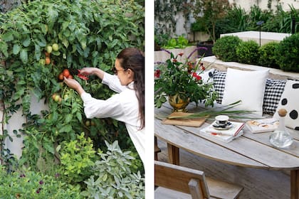 Canteros con una huerta, donde crecen tomates entremezclados con jazmines trepadores y aromáticas.