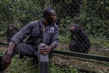 Ombeni Kulimushi juega con un chimpancé en el Centro de Rehabilitación de Primates de Lwiro donde trabaja desde hace 14 años, a 45 km de la ciudad de Bukavu, 14 de febrero de 2022