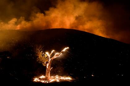 Un árbol en llamas durante un incendio forestal cerca de Hemet, California, el 6 de septiembre de 2022.