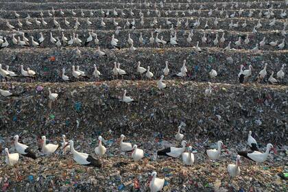 Esta vista aérea muestra cigüeñas reunidas sobre material plástico reciclable en el vertedero de Tovlan en el Valle del Jordán, en la Cisjordania ocupada por Israel, el 18 de febrero de 2022