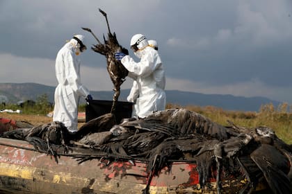 Los trabajadores colocan una grulla muerta en una bolsa en el área de conservación del lago Hula en el norte de Israel el 2 de enero de 2022. Un brote de gripe aviar mató a miles de grullas migratorias en lo que las autoridades dicen que fue el desastre de vida silvestre más mortífero en la historia de la nación