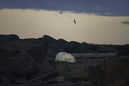 Un oso polar duerme al final de la noche a lo largo de la costa de la Bahía de Hudson cerca de Churchill el 8 de agosto de 2022.
