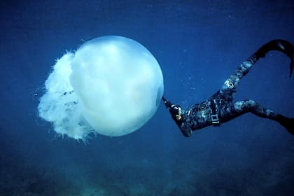 Un buceador nada cerca de una gran medusa frente a la costa de la ciudad de Batroun, en el norte del Líbano, el 13 de febrero de 2022.