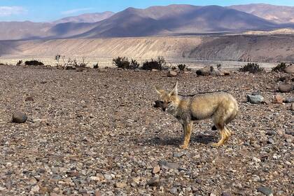 Un lobo andino se ve cerca del lugar donde se construirá el proyecto minero Dominga