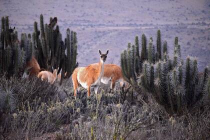 Guanacos en la zona donde se construirá la minera