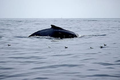 Las ballenas jorobadas también se verán amenazadas con el proyecto