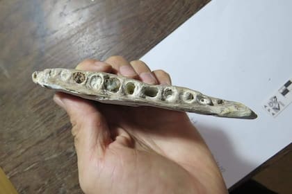 Fragmento del maxilar de este pez gigante en el que pueden observarse los alvéolos donde estaban ubicados sus dientes